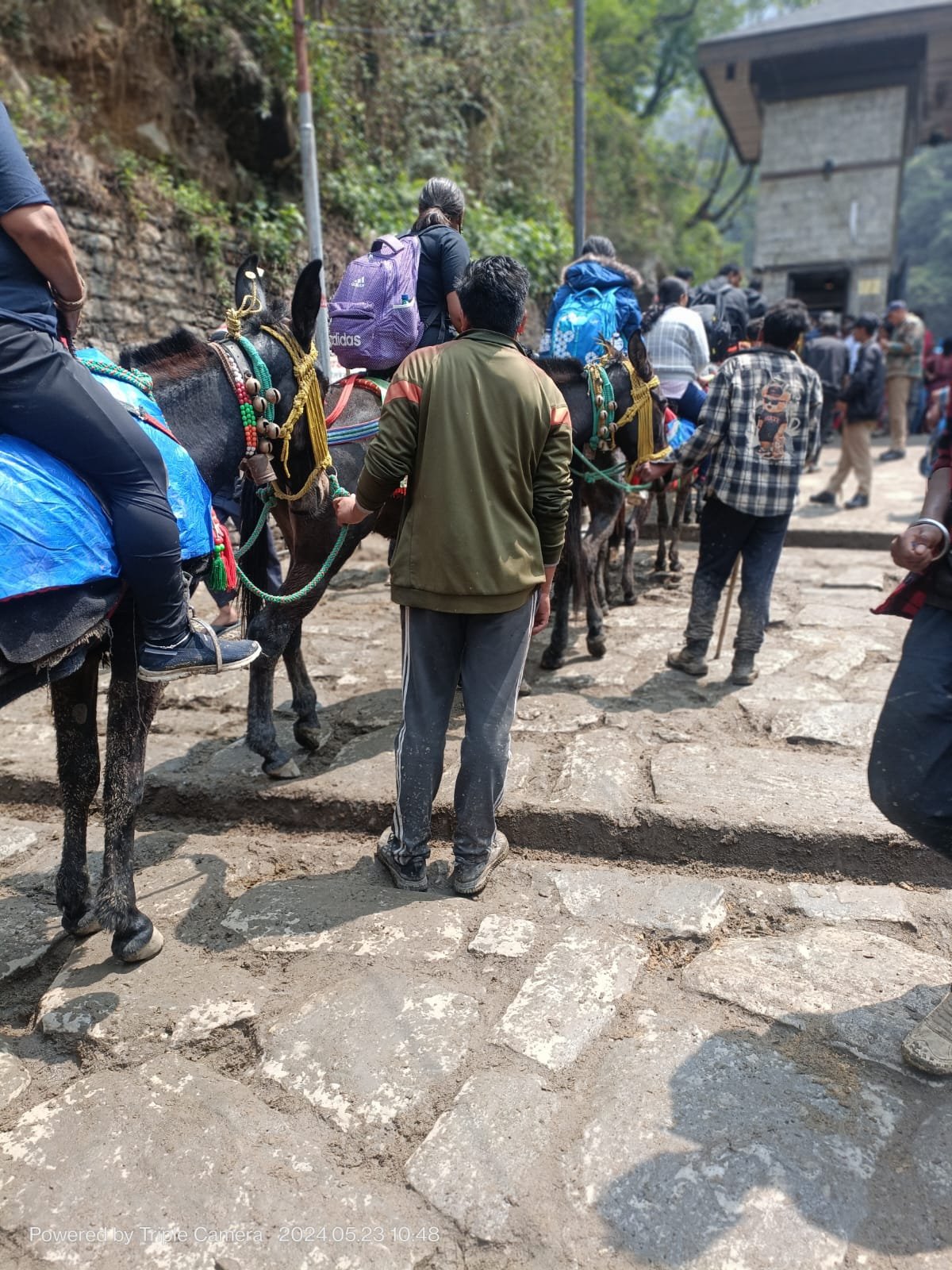 रुद्रप्रयाग : घोड़े खच्चरों के कारण हो रहे कई यात्री चोटिल।