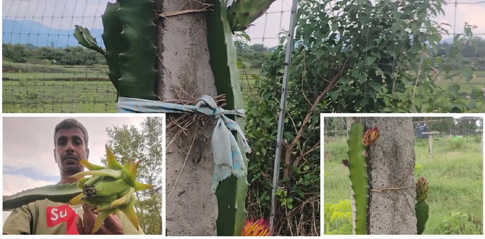 बंजर जमीन पर ड्रैगन फ्रूट की खेती से लातेहार किसान की बदली किस्मत बंजर जमीन पर ड्रैगन फ्रूट की खेती से लातेहार किसान की बदली किस्मत