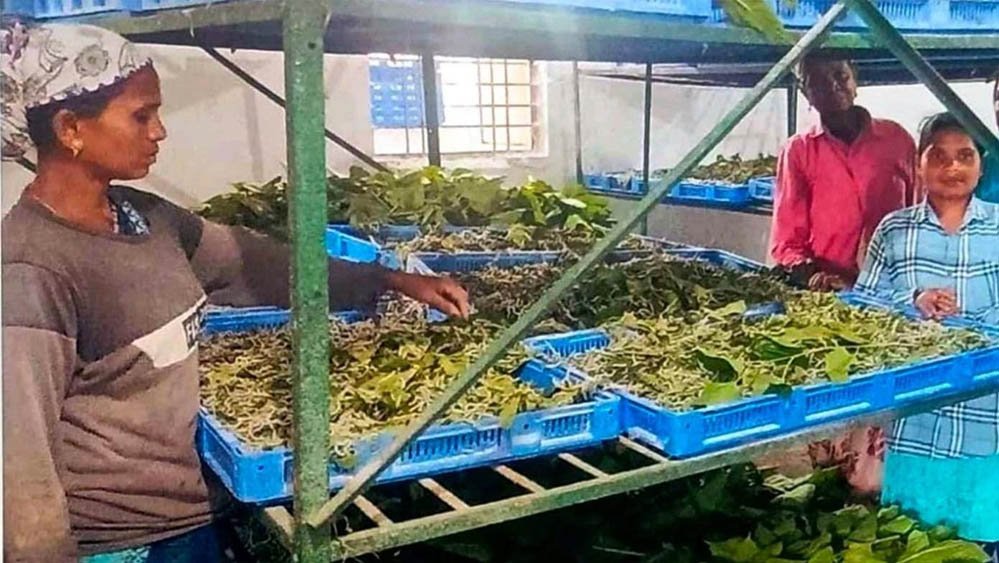 नारायणपुर में रेशम से बुनी जा रही आत्मनिर्भरता की नई कहानी, कोसापालन ने बदली ग्रामीणों की तकदीर नारायणपुर में रेशम से बुनी जा रही आत्मनिर्भरता की नई कहानी, कोसापालन ने बदली ग्रामीणों की तकदीर
