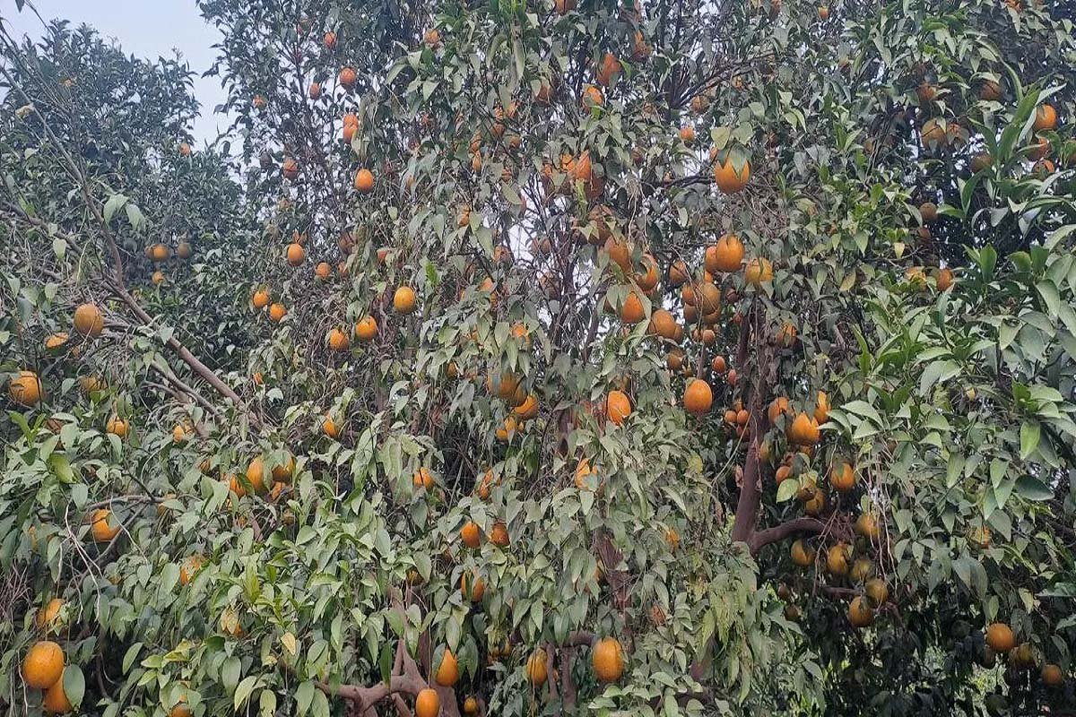 राजस्थान के 7 कृषि उत्पादों को मिलेगा GI टैग, किन्नू से सांगरी तक बनेगी नई पहचान राजस्थान के 7 कृषि उत्पादों को मिलेगा GI टैग, किन्नू से सांगरी तक बनेगी नई पहचान