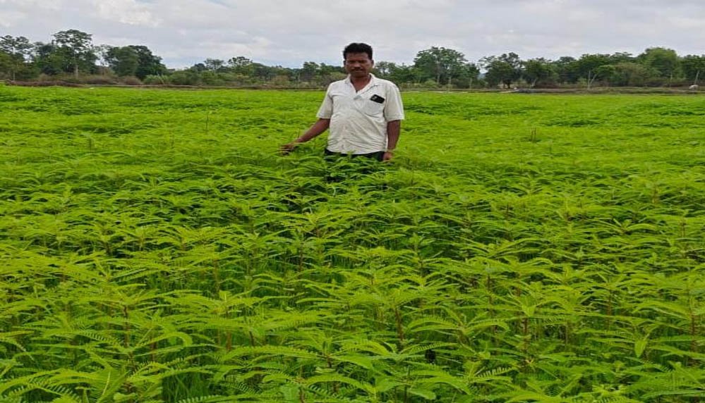हरी खाद से संवर रही खेतों की सेहत, प्राकृतिक खेती की मिसाल बने किसान नरेंद्र सिंह हरी खाद से संवर रही खेतों की सेहत, प्राकृतिक खेती की मिसाल बने किसान नरेंद्र सिंह