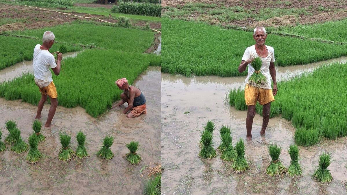 बारिश से किसानों को राहत, पटना में धान रोपनी ने पकड़ी रफ्तार बारिश से किसानों को राहत, पटना में धान रोपनी ने पकड़ी रफ्तार