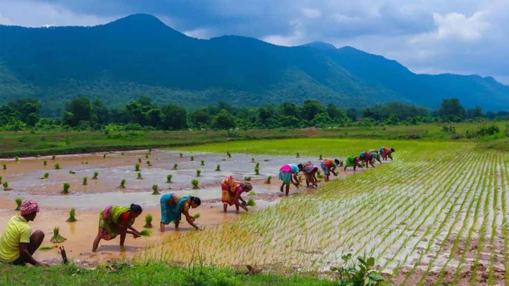 31 जुलाई तक कराएं फसल बीमा, धान समेत 10 फसलों के किसानों को मिलेगा सुरक्षा कवच 31 जुलाई तक कराएं फसल बीमा, धान समेत 10 फसलों के किसानों को मिलेगा सुरक्षा कवच