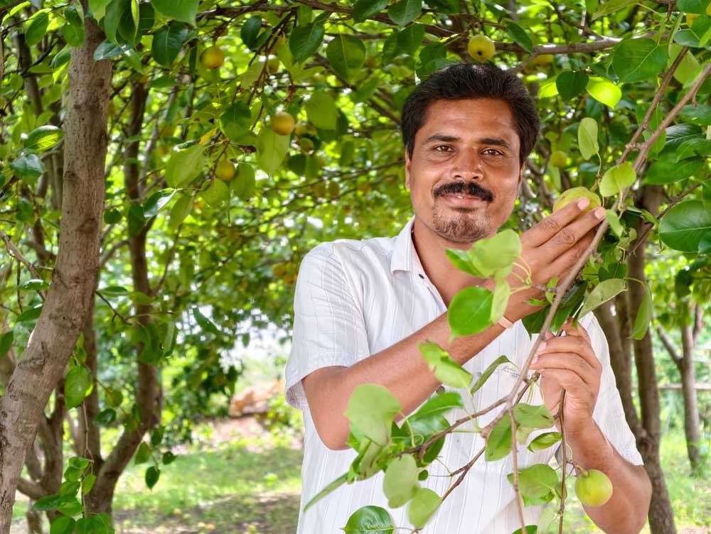 मैनपाट में ‘नाशपाती’ की मिठास मैनपाट में ‘नाशपाती’ की मिठास