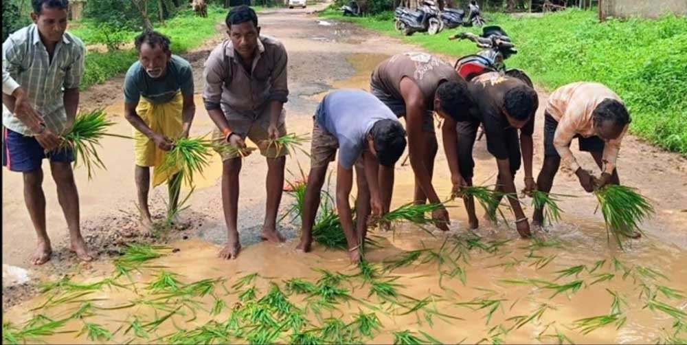 सड़क नहीं बनी तो गड्ढों में उगा दी धान, सूरजपुर में ग्रामीणों का अनोखा विरोध प्रदर्शन सड़क नहीं बनी तो गड्ढों में उगा दी धान, सूरजपुर में ग्रामीणों का अनोखा विरोध प्रदर्शन