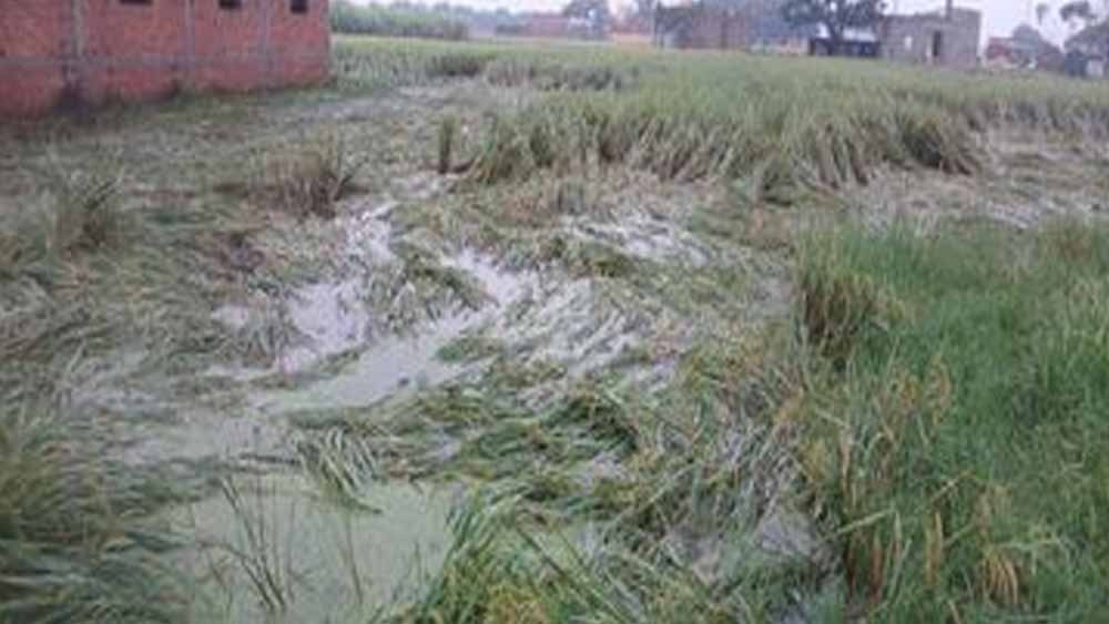 फिरोजपुर में नहर टूटने से 400 एकड़ धान की फसल जलमग्न, किसानों की बढ़ी चिंता फिरोजपुर में नहर टूटने से 400 एकड़ धान की फसल जलमग्न, किसानों की बढ़ी चिंता