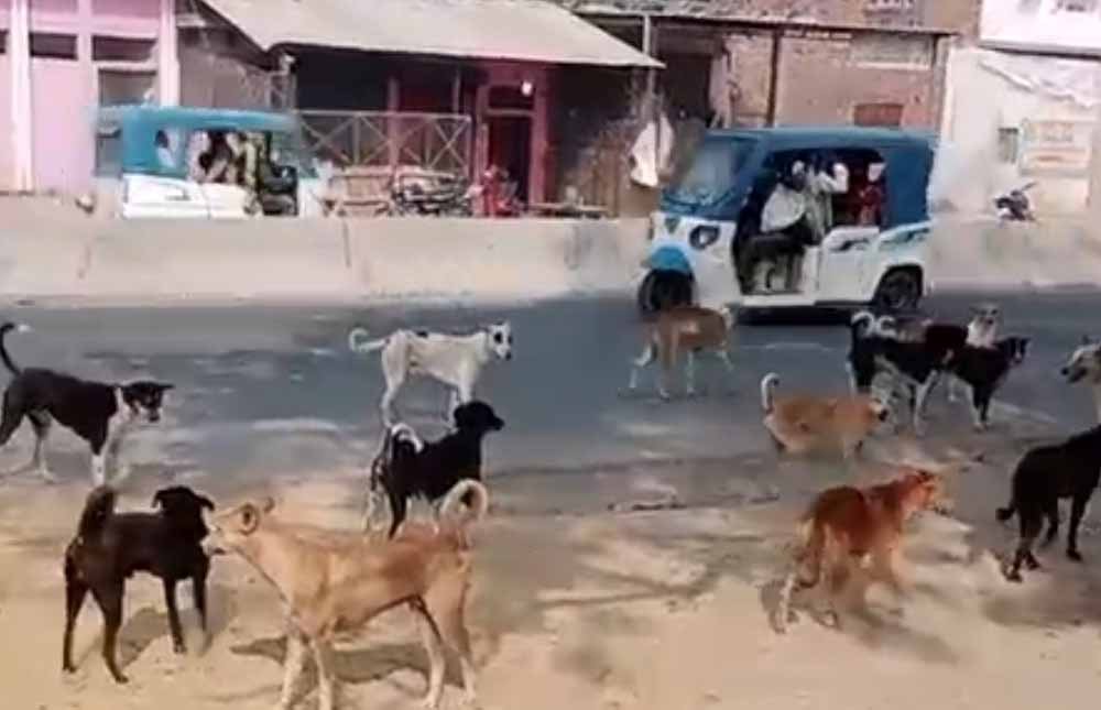 4 साल की मासूम पर आवारा कुत्तों का जानलेवा हमला, तड़प-तड़प कर गई जान 4 साल की मासूम पर आवारा कुत्तों का जानलेवा हमला, तड़प-तड़प कर गई जान