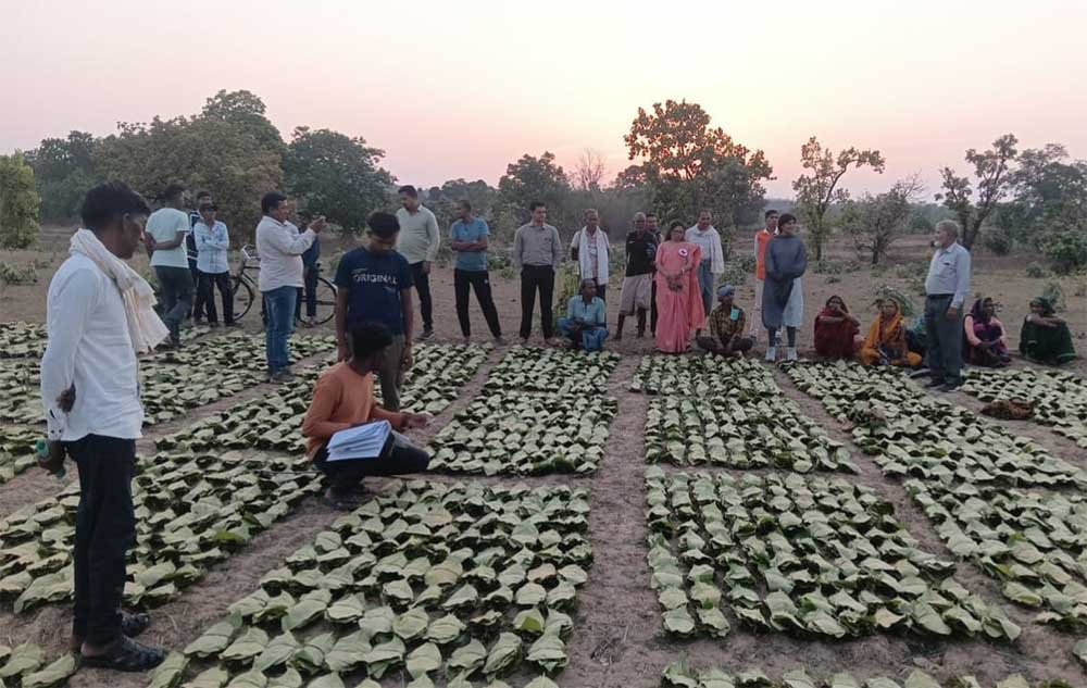 साय सरकार के सुशासन में तेन्दूपत्ता संग्राहकों को मिली आर्थिक मजबूती, 10,160 हितग्राहियों के खातों में पहुँची 1.39 करोड़ रुपये से अधिक की बोनस राशि साय सरकार के सुशासन में तेन्दूपत्ता संग्राहकों को मिली आर्थिक मजबूती, 10,160 हितग्राहियों के खातों में पहुँची 1.39 करोड़ रुपये से अधिक की बोनस राशि