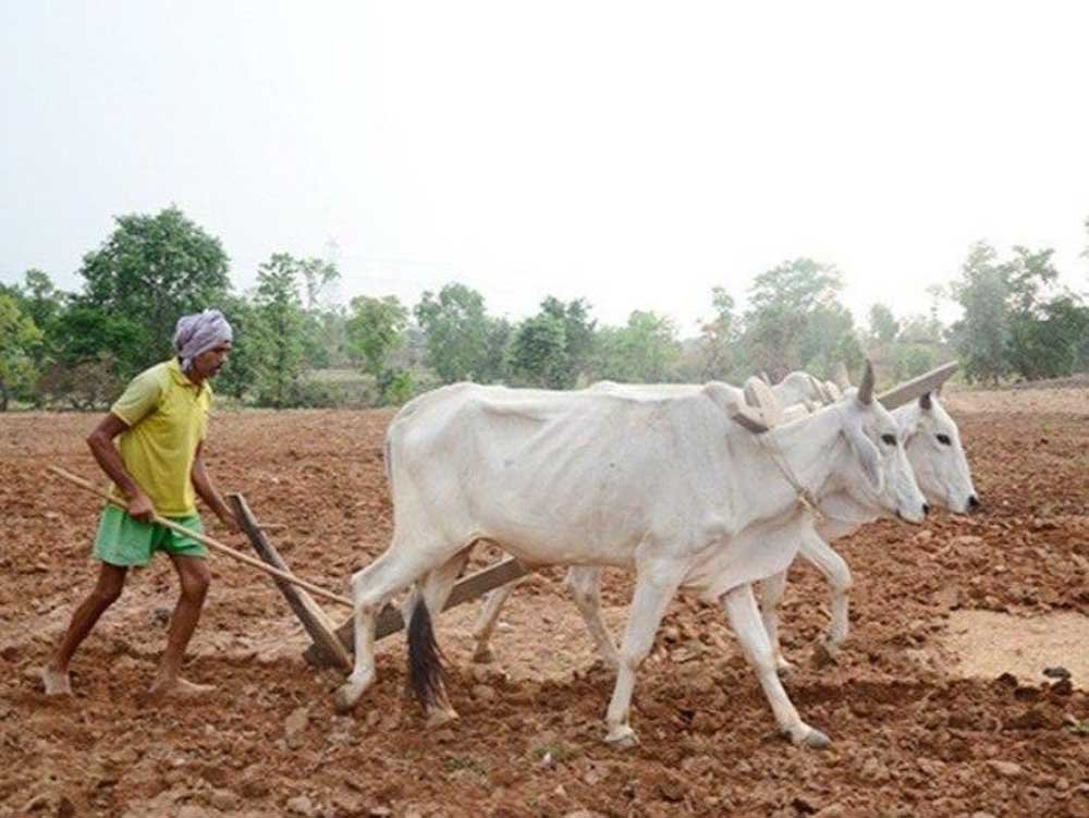 प्रदेश में मानसून के दस्तक के साथ ही खेती-किसानी में तेजी प्रदेश में मानसून के दस्तक के साथ ही खेती-किसानी में तेजी