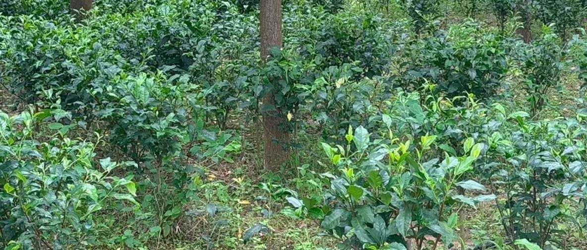 रांची का नामकुम कभी था झारखंड का प्रमुख चाय उत्पादक क्षेत्र, विदेशों तक जाती थी चाय रांची का नामकुम कभी था झारखंड का प्रमुख चाय उत्पादक क्षेत्र, विदेशों तक जाती थी चाय