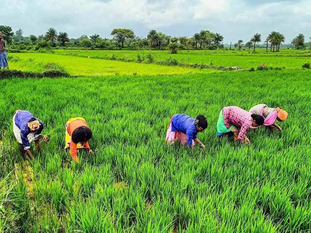 राजस्थान के किसानों के लिए बड़ी खबर, खरीफ-रबी की फसलों पर मिलेगा मौसम आधारित बीमा कवर राजस्थान के किसानों के लिए बड़ी खबर, खरीफ-रबी की फसलों पर मिलेगा मौसम आधारित बीमा कवर