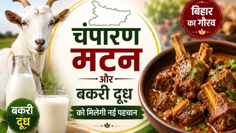 चंपारण मटन और बकरी दूध को मिलेगी नई पहचान, GI टैग की तैयारी चंपारण मटन और बकरी दूध को मिलेगी नई पहचान, GI टैग की तैयारी