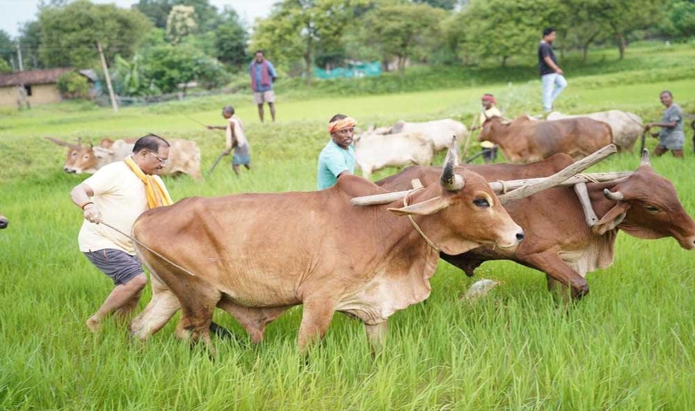अपनी माटी और खेती-किसानी से मुख्यमंत्री विष्णु देव साय का आत्मीय जुड़ाव अपनी माटी और खेती-किसानी से मुख्यमंत्री विष्णु देव साय का आत्मीय जुड़ाव