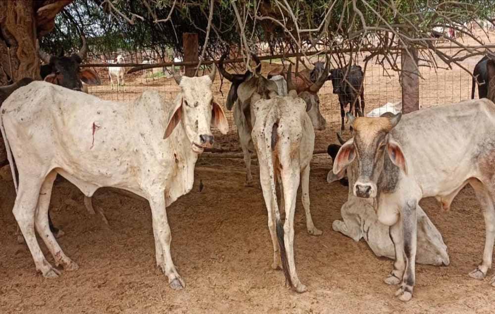 छत्तीसगढ़ में गौठान में 6 गायों की मौत पर कार्रवाई, सहायक पशु चिकित्सा अधिकारी हटे छत्तीसगढ़ में गौठान में 6 गायों की मौत पर कार्रवाई, सहायक पशु चिकित्सा अधिकारी हटे