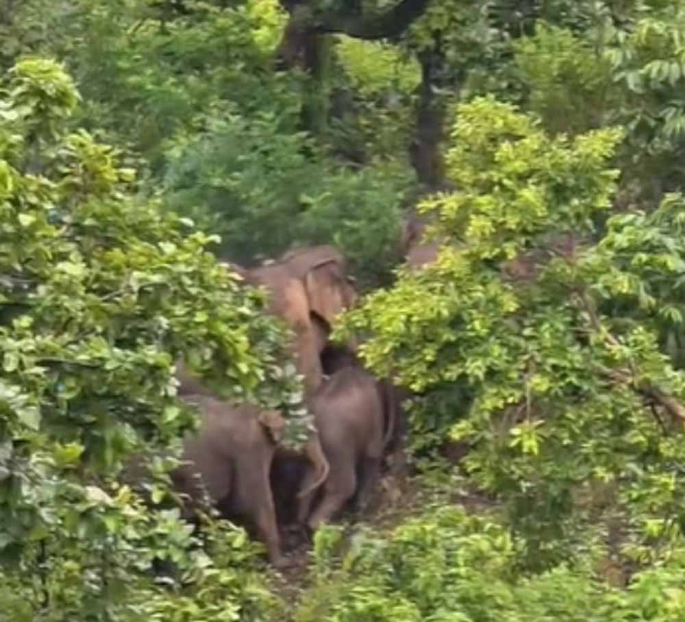 जशपुर की कैलाश गुफा में उमड़ेगा आस्था का सैलाब, हजारों कांवड़िए करेंगे दर्शन; 16 हाथियों ने डाला डेरा जशपुर की कैलाश गुफा में उमड़ेगा आस्था का सैलाब, हजारों कांवड़िए करेंगे दर्शन; 16 हाथियों ने डाला डेरा
