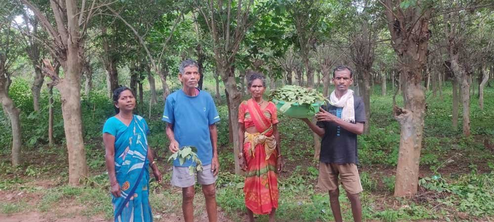 तसर पालन से बीजापुर के ग्रामीणों की बढ़ेगी आय