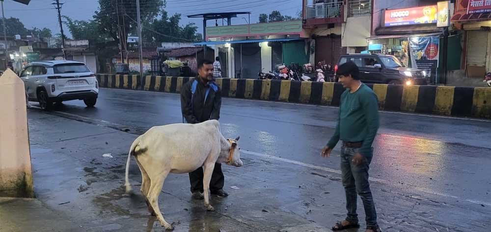 रेडियम बेल्ट से सजे आवारा मवेशी, हाईवे हादसे रोकने की अनोखी पहल रेडियम बेल्ट से सजे आवारा मवेशी, हाईवे हादसे रोकने की अनोखी पहल
